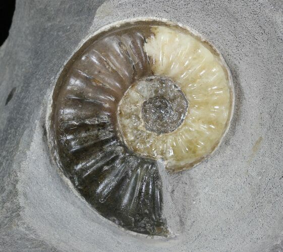 Gorgeous Asteroceras Ammonite Fossil - Agatized #30741